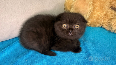 Gattina scottish fold