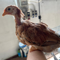 Galline ovaiole