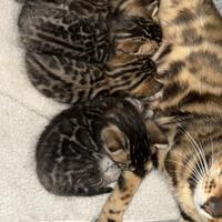 Cuccioli di bengala con pedigree