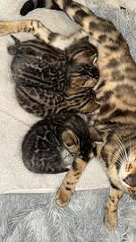 Cuccioli di bengala con pedigree