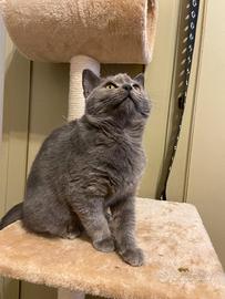 Gattina Scottish Straight