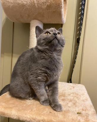 Gattina Scottish Straight