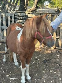 Pony
