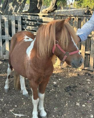 Pony
