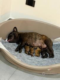Bouledogue francese