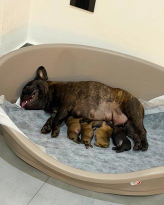 Bouledogue francese