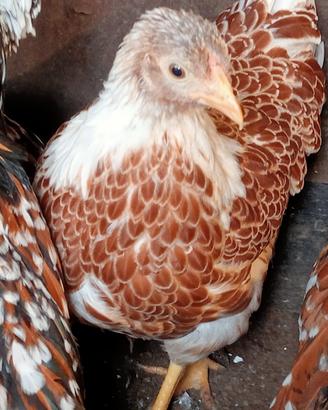 Galline ornamentali