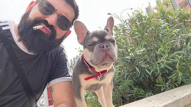 Buldog francese