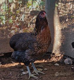Araucana/olive egger