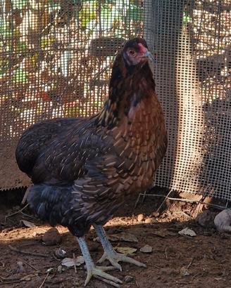 Araucana/olive egger