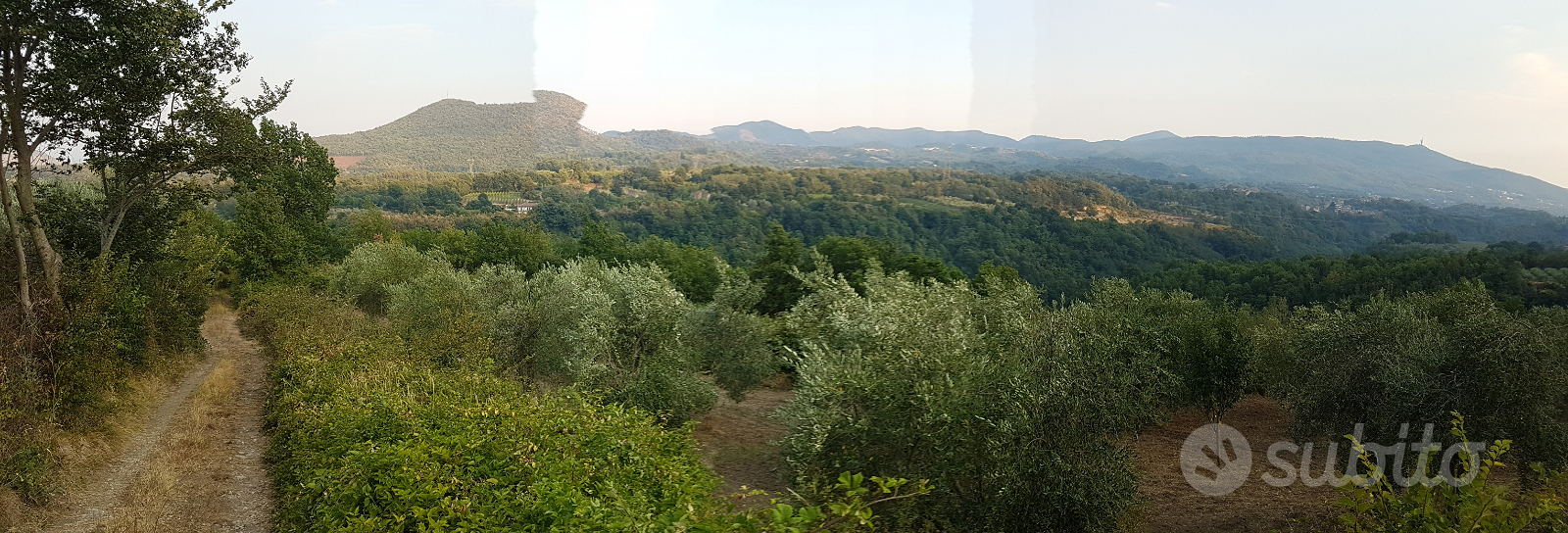 Uliveto su terreno agricolo con grande rudere - Vista 6