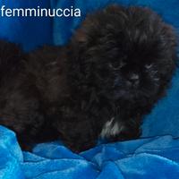 Shih tzu/shih tzu - pechinese