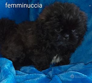 Shih tzu/shih tzu - pechinese