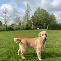 Golden Retriver disponibile monta