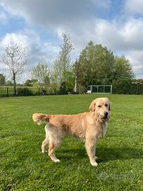 Golden Retriver disponibile monta