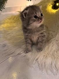 Cucciola Scottish Fold