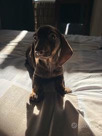 Cucciolo bassotto Tedesco