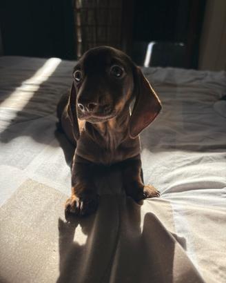 Cucciolo bassotto Tedesco