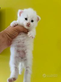 Disponibile cucciolo di Maine coon