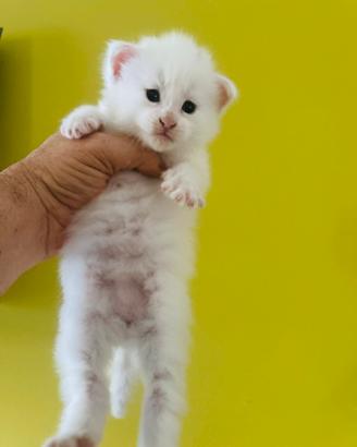Disponibile cucciolo di Maine coon