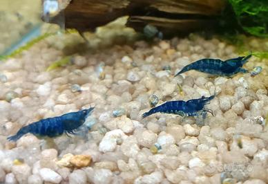 Caridine davidi blu azzurro