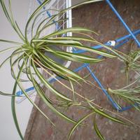 Pianta Falangio Nastrino