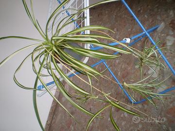 Pianta Falangio Nastrino