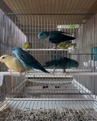 Parrocchetto barrato allevato a mano