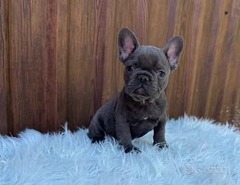 Bulldog francese cucciolo blu