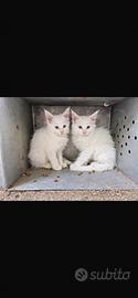 Maine Coon cuccioli maschi e femmine