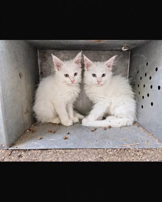 Maine Coon cuccioli maschi e femmine