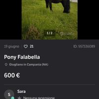 Pony Falabella