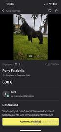 Pony Falabella