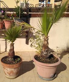 Piante in vaso di washingtonia