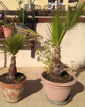 Piante in vaso di washingtonia