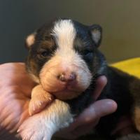 Cuccioli di pastore australiano con pedigree