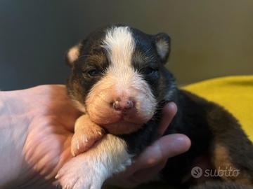 Cuccioli di pastore australiano con pedigree