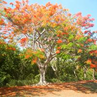 12 semi di Flamboyant, l'Albero di Fuoco