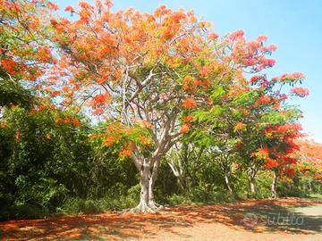 12 semi di Flamboyant, l'Albero di Fuoco