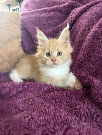 Cucciolo Cream Maine Coon