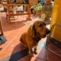 Golden Retriever mix dolcissimo - Nicolosi (CT)