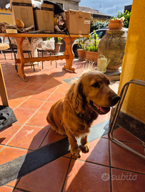 Golden Retriever mix dolcissimo - Nicolosi (CT)