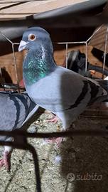 Colombi viaggiatori da gara