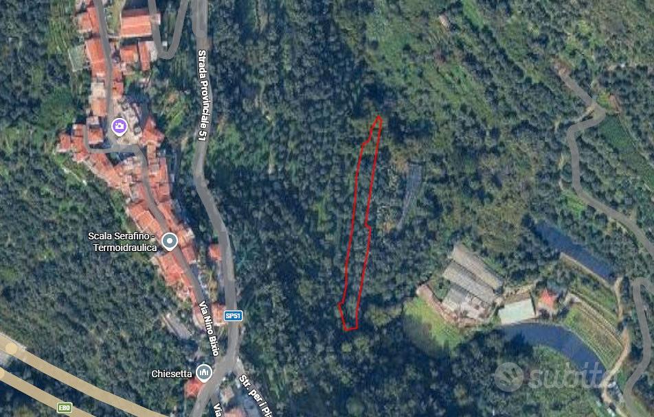 Uliveto a Castellaro (IM) - Vista 2