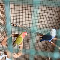 Coppia di inseparabili riproduttiva