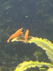 Neoaridine orange sakura