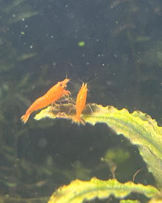 Neoaridine orange sakura