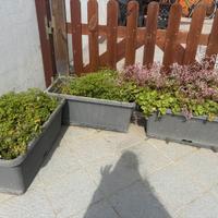 Vasi con piante grasse come in foto