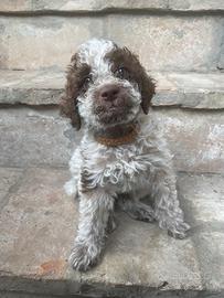Ultimi cuccioli di Lagotto Romagnolo