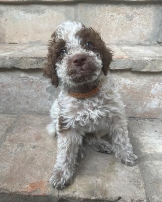Ultimi cuccioli di Lagotto Romagnolo